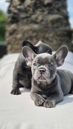 FRENCH BULLDOG YAVRULARI ÇİFTLİKTEN