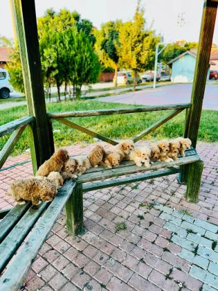 A KALİTELİ MALTİPOO BEBEKLER