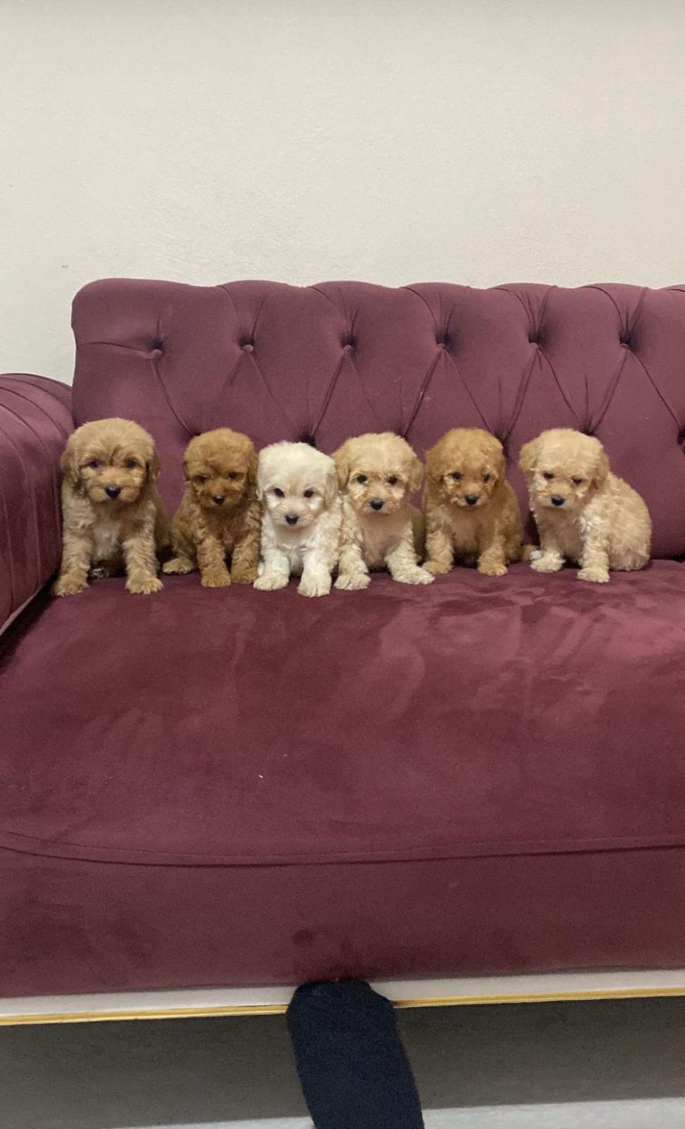 A KALİTELİ MALTİPOO BEBEKLER