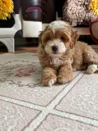 A KALİTELİ MALTİPOO BEBEKLER
