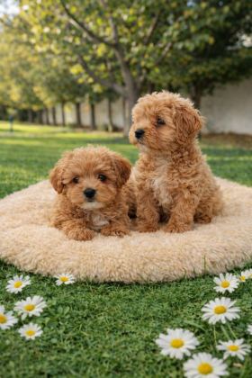 A KALİTE GERÇEK MALTİPOO YAVRULAR