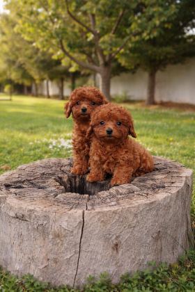TARIM BAKANLIĞI ONAYLI A KALİTE TOY POODLE YAVRULAR