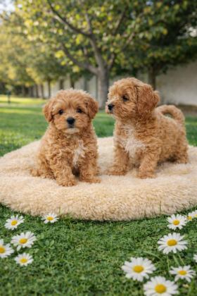 A KALİTE GERÇEK MALTİPOO YAVRULAR