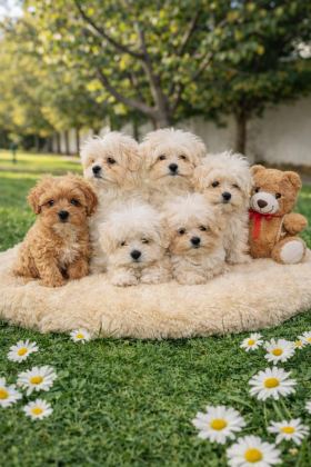 A KALİTE GERÇEK MALTİPOO YAVRULAR