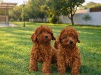TARIM BAKANLIĞI ONAYLI A KALİTE TOY POODLE YAVRULAR