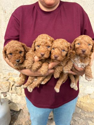 SEVGİ DOLU MALTİPOO YAVRULAR YENİ AİLESİNİ ARIYOR
