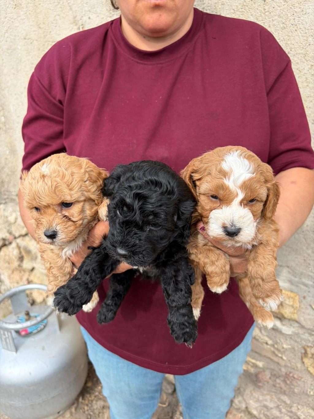 SEVGİ DOLU MALTİPOO YAVRULAR YENİ AİLESİNİ ARIYOR