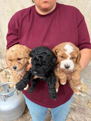 SEVGİ DOLU MALTİPOO YAVRULAR YENİ AİLESİNİ ARIYOR