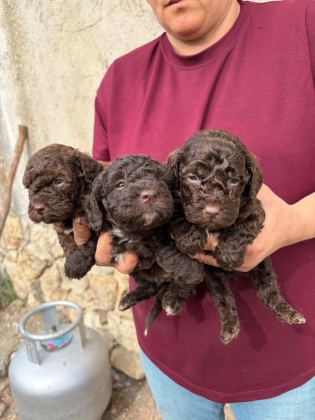 SEVGİ DOLU MALTİPOO YAVRULAR YENİ AİLESİNİ ARIYOR
