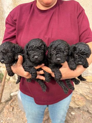 SEVGİ DOLU MALTİPOO YAVRULAR YENİ AİLESİNİ ARIYOR