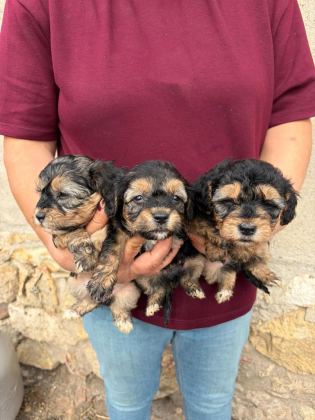 SEVGİ DOLU MALTİPOO YAVRULAR YENİ AİLESİNİ ARIYOR