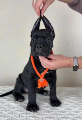 CANE CORSO YAVRULAR GÜVENİN VE KALİTENİN TEK ADRESİ