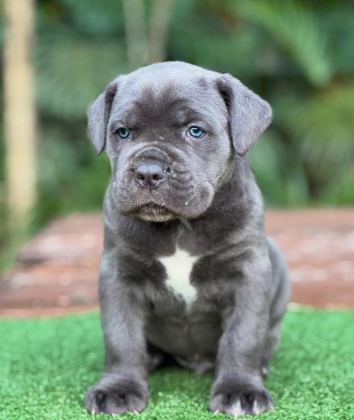 SON DERECE SAĞLIKLI VE KALİTELİ CANE CORSO BEBEKLER