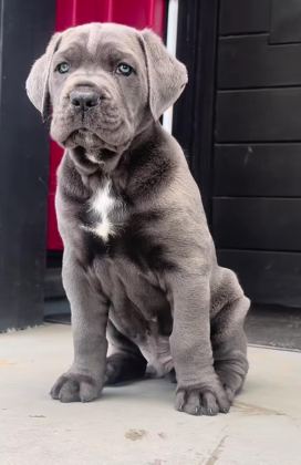 CANE CORSO YAVRULAR GÜVENİN VE KALİTENİN TEK ADRESİ