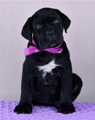 EVİNİZİN YENİ ÜYESİ CANE CORSO KAPIDA ÖDEME VARDIR