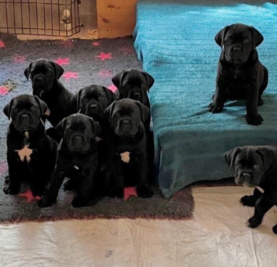 SON DERECE SAĞLIKLI VE KALİTELİ CANE CORSO BEBEKLER