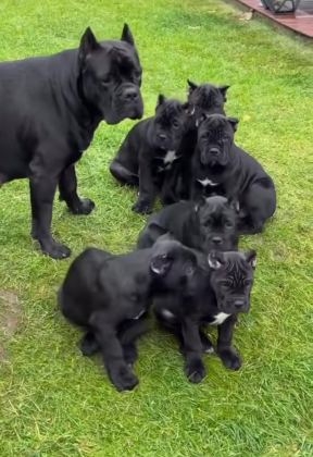 IRKININ EN İYİSİ CANE CORSO YAVRULAR KAPIDA ÖDEME MEVCUT