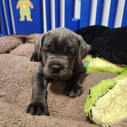 DİŞİ ERKEK CANE CORSO KAPIDA ÖDEMELİ GÜVENLİ SİSTEM