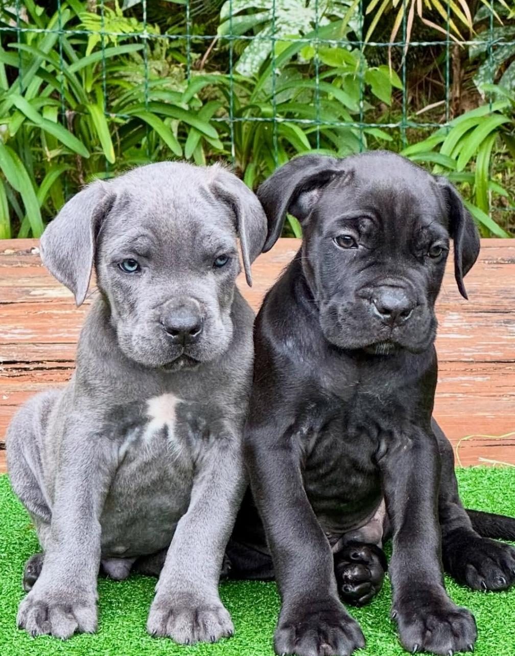 IRKININ EN İYİSİ CANE CORSO YAVRULAR KAPIDA ÖDEME MEVCUT