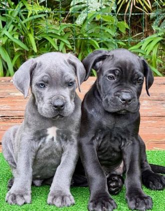 IRKININ EN İYİSİ CANE CORSO YAVRULAR KAPIDA ÖDEME MEVCUT