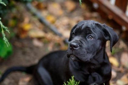 AFACAN CANE CORSO BEBEKLER KAPIDA ÖDEME MEVCUTTUR