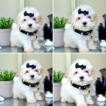 UYGUN MİCRO MALTİPOO YAVRU KAPIDA ÖDEME