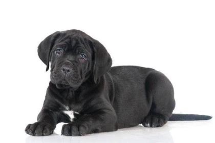 AFACAN CANE CORSO BEBEKLER KAPIDA ÖDEME MEVCUTTUR