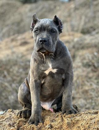 EV VE BAHÇENİZ İÇİN CANE CORSO KAPIDA ÖDEME MEVCUTTUR
