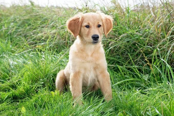 EV VE BAHÇENİZ İÇİN GOLDEN KAPIDA ÖDEME MEVCUTTUR