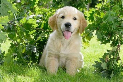 EV VE BAHÇENİZ İÇİN GOLDEN KAPIDA ÖDEME MEVCUTTUR