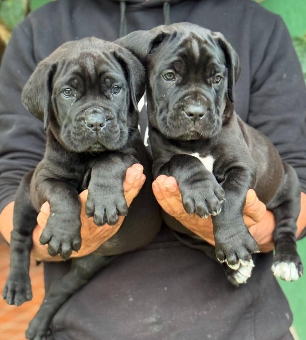 A SCRLİ ANNE BABADAN CANE CORSO YAVRULAR KAPIDA ÖDEME