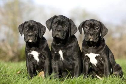 AFACAN CANE CORSO BEBEKLER KAPIDA ÖDEME MEVCUTTUR