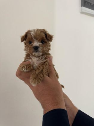 UYGUN MİCRO MALTİPOO YAVRU KAPIDA ÖDEME