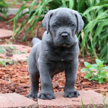AFACAN CANE CORSO BEBEKLER KAPIDA ÖDEME MEVCUTTUR