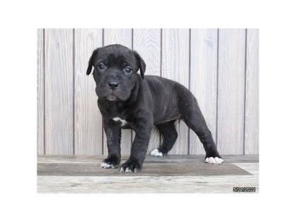 AFACAN CANE CORSO BEBEKLER KAPIDA ÖDEME MEVCUTTUR
