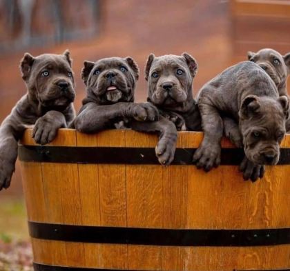 IRKININ EN İYİSİ CANE CORSO YAVRULAR KAPIDA ÖDEME MEVCUT