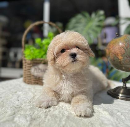 UYGUN MİCRO MALTİPOO YAVRU KAPIDA ÖDEME
