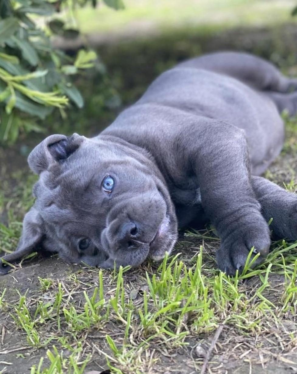 PROFESYONEL ÜRETİM ÇİFLİĞİNDEN CANE CORSO KAPIDA ÖDEME