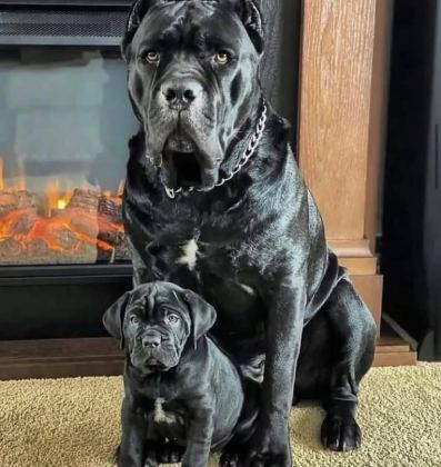 A SCRLİ ANNE BABADAN CANE CORSO YAVRULAR KAPIDA ÖDEME