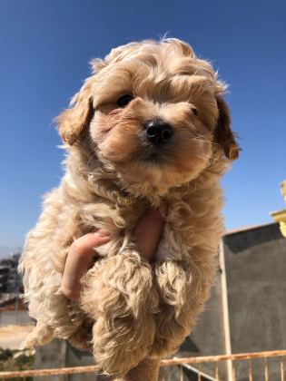 UYGUN MİCRO MALTİPOO YAVRU KAPIDA ÖDEME