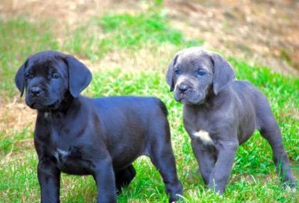 RUHSATLI KÖPEK ÇİFLİĞİNDEN CANE CORSO YAVRULAR A SCRLİ