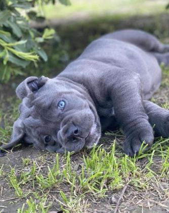 EV VE BAHÇENİZ İÇİN CANE CORSO KAPIDA ÖDEME MEVCUTTUR