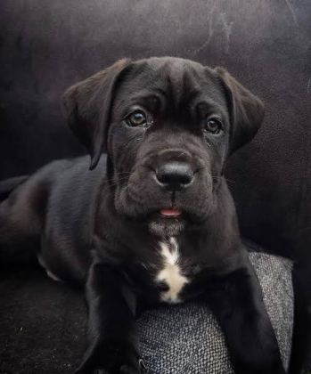 AFACAN CANE CORSO BEBEKLER KAPIDA ÖDEME MEVCUTTUR