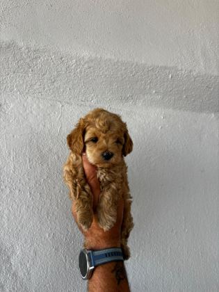 UYGUN MİCRO MALTİPOO YAVRU KAPIDA ÖDEME