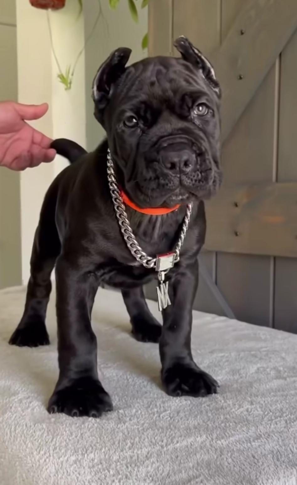 DİŞİ ERKEK CANE CORSO KAPIDA ÖDEMELİ GÜVENLİ SİSTEM