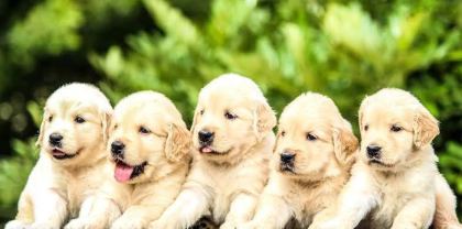 EV VE BAHÇENİZ İÇİN GOLDEN KAPIDA ÖDEME MEVCUTTUR