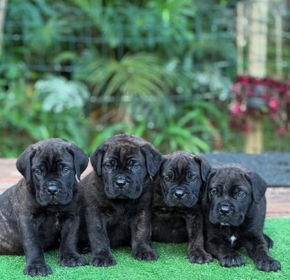 DİŞİ ERKEK CANE CORSO KAPIDA ÖDEMELİ GÜVENLİ SİSTEM