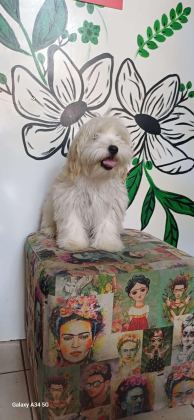 UYGUN MİCRO MALTİPOO YAVRU KAPIDA ÖDEME