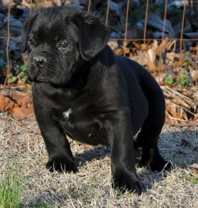 RUHSATLI KÖPEK ÇİFLİĞİNDEN CANE CORSO YAVRULAR A SCRLİ