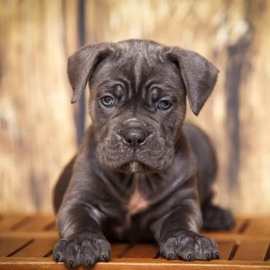 AFACAN CANE CORSO BEBEKLER KAPIDA ÖDEME MEVCUTTUR